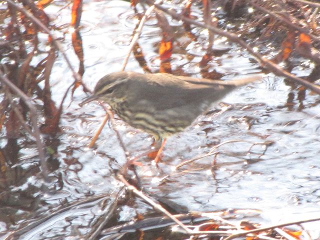 Northern Waterthrush
